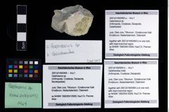 Foto (Objekt + Etikett) von Galatheoidea indet.  (NHMW-GEO-2007z0149-0464b)